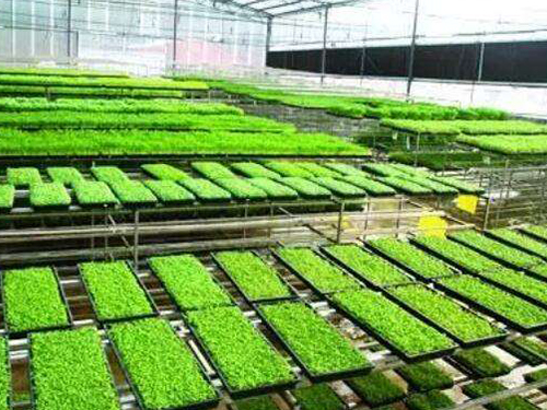 水稻育秧設(shè)備有幾種用法？